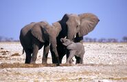 African Elephant Family