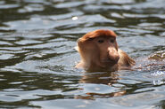 A Male Proboscis Monkey Swimming