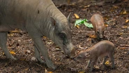 Babirusa ZN.jpg (239 KB) Mother with Piglets