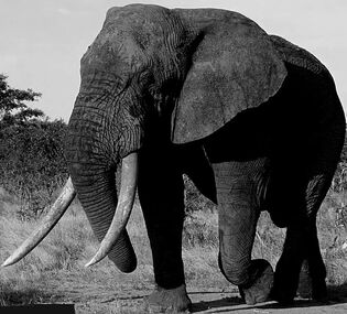 Big tusker elephant