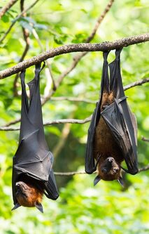 asian fruit bat