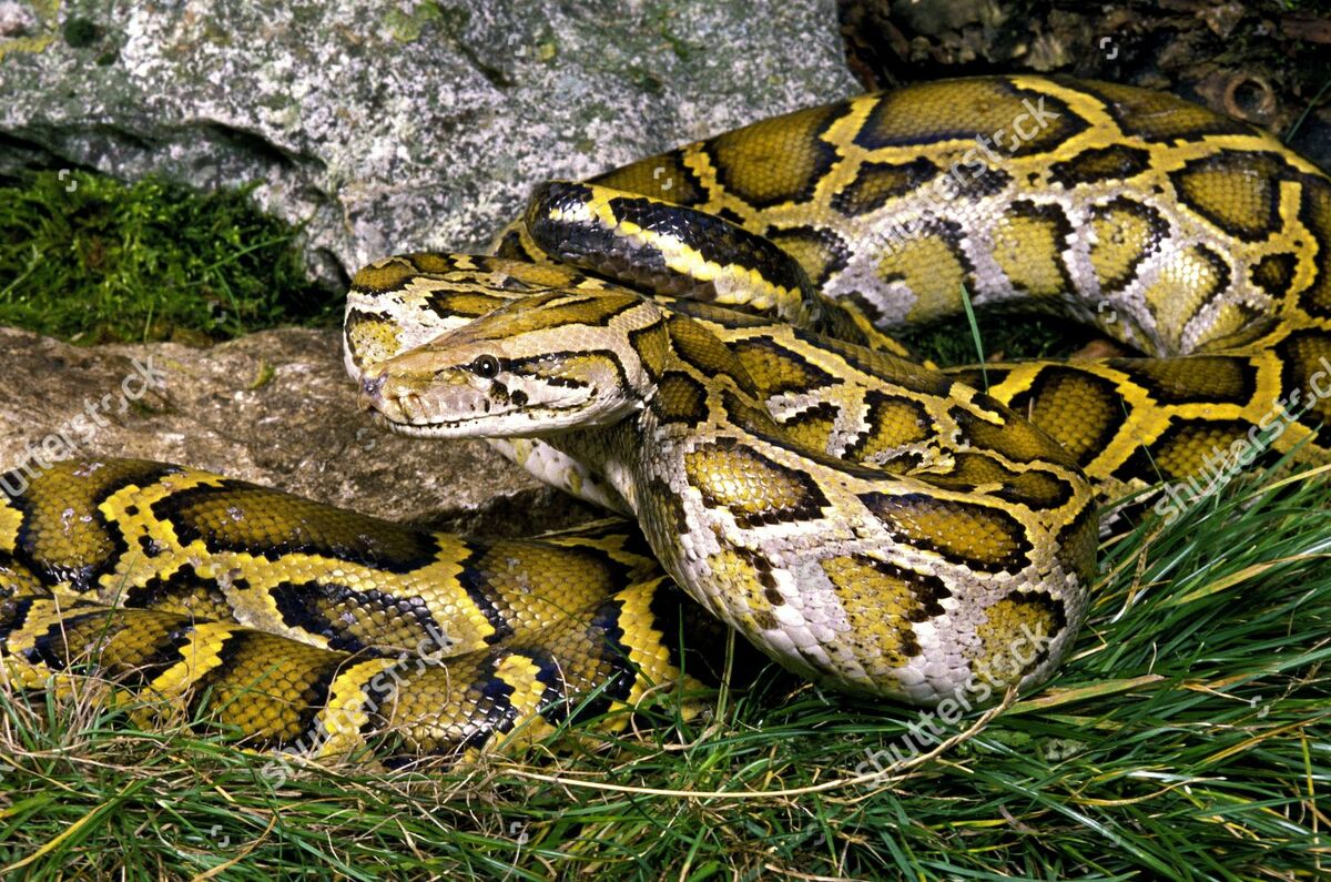Indian Python | Creatures of the World Wikia | Fandom