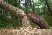 Beaver Cutting Tree