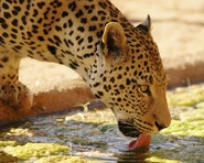 Leopard Drinking