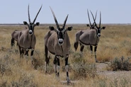 A Herd of Oryxes