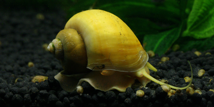 Apple Snail | Creatures of the World Wikia | Fandom