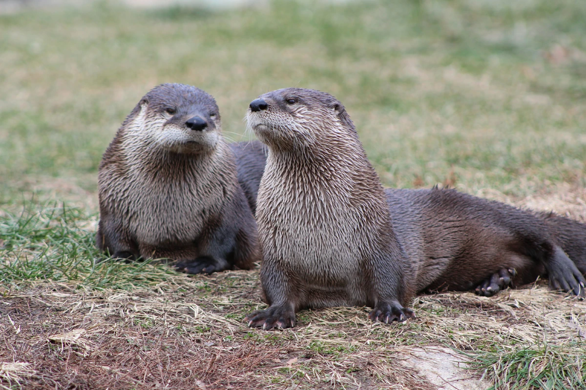 North American River Otter, Creatures of the World Wikia