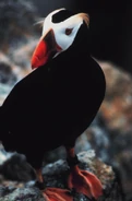 Tufted Puffin, Gulf of the Farallones NMS, California