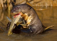 1456023.jpg (679 KB) Giant Otter Eating Fish