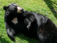 Black Bear with "White Crescent Moon Blaze" on Chest