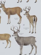 Mule Deer subspecies.png (208 KB) From top to bottom, Sitka Black-tailed Deer (Odocoileus hemionus sitkensis), Columbia Black-tailed Deer (Odocoileus hemionus columbianus), & Rocky Mountain Mule Deer (Odocoileus hemionus hemionus