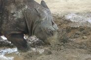 Sumatran Rhino Digging