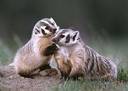 Bfc6d9617b4c85e2d56b1fd536dc53d6.jpg (18 KB) American Badger Babies