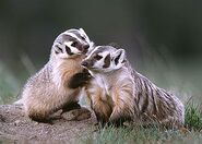 American Badger Babies