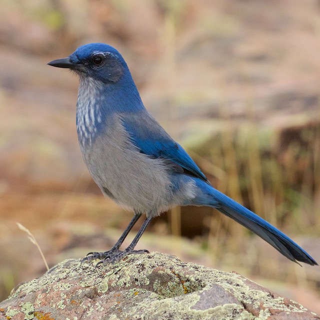 Woodhouse S Scrub Jay Creatures Of The World Wikia Fandom Woodhouse S Scrub Jay Creatures Of The World Wikia Fandom