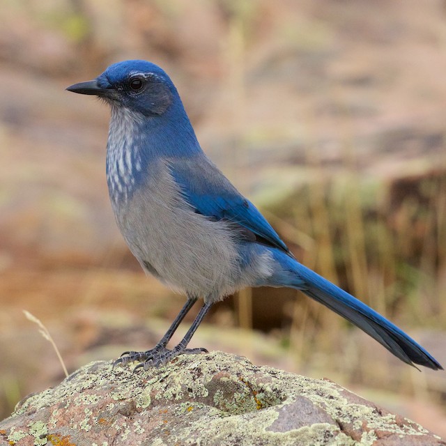 California scrub jay - Wikipedia