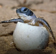 Baby Leatherback Hatching