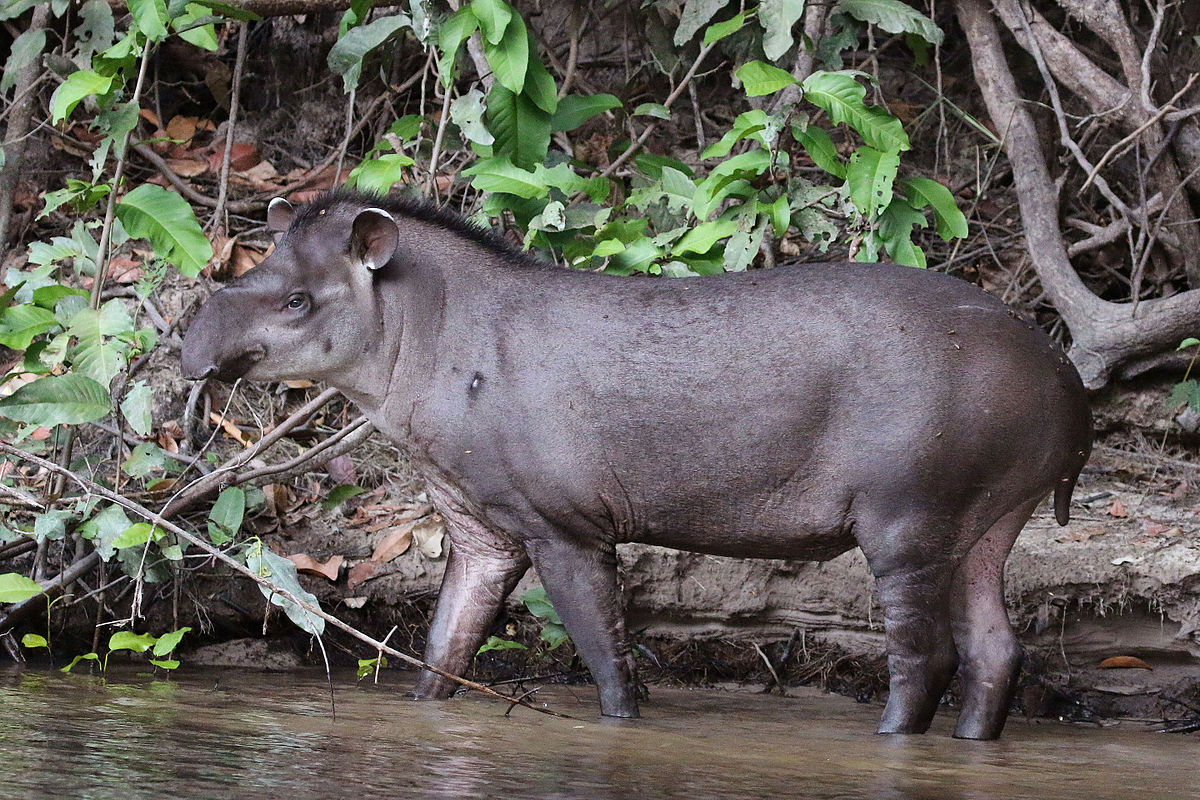 Amazon rainforest Amazon animals, Rainforest animals, Beautiful birds
