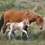 4ef3de49-cab7-46c8-85c9-59088c0720d5.jpg (264 KB) Mother and Foal