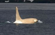 Rare Albino Killer Whale