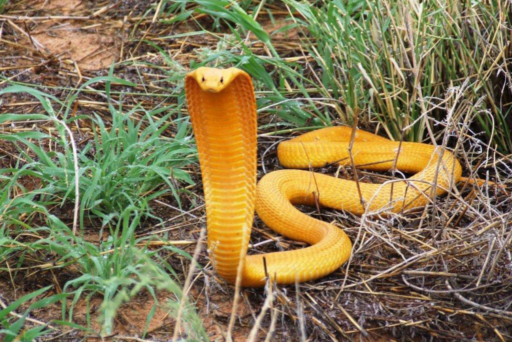 Cape Cobra