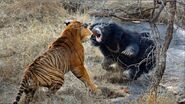 Bengal Tiger vs. Sloth Bear