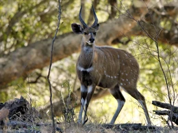 Male Bushbuck at Mosi-oa-Tunya national park, Livingstone, Zambia.
