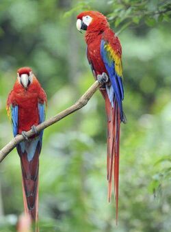 Scarlet Macaw Creatures Of The World Wikia Fandom Scarlet Macaw Creatures Of The World Wikia Fandom