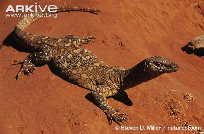 Perentie Lizard Creatures of the World Wikia Fandom