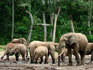 Pg-32-elephants-alamy.jpg (824 KB)