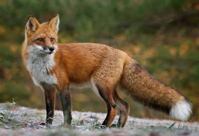 Red Fox Coat Colour