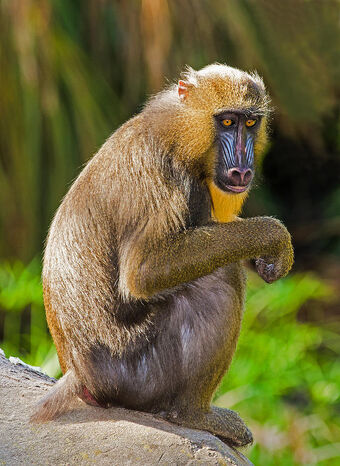 Mandrill Creatures Of The World Wikia Fandom Mandrill Creatures Of The World Wikia Fandom