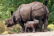 Javan Rhino Mother and Calf