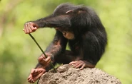 Baby Chimp Eating Termite