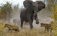 Mother Elephant Fending off Hyenas