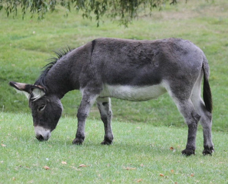 Donkey | Creatures of the World Wikia | Fandom