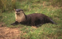 African-clawless-otter