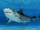 Tiger Shark