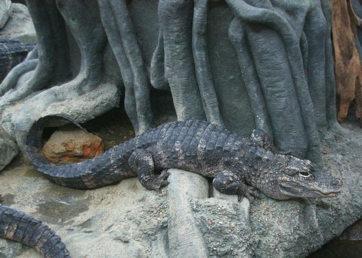 chinese alligator armored belly