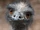 Emu