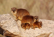 Hyrax Family