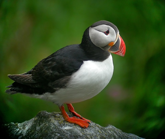 Atlantic puffin - Wikipedia