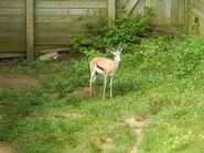 Springbok at Mesker Park Zoo, Evansville Indiana
