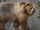 Kodiak Bear