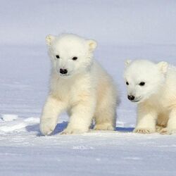 Polar bear puppies sales