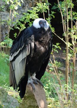 Scientists Say The Andean Condor Can Fly For Miles Without Flapping Wings -  Science