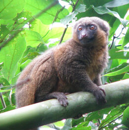 Golden Bamboo Lemur