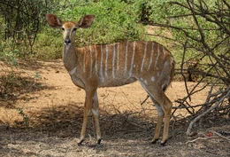 2880px-Nyala-Female-Kruger-National-Park