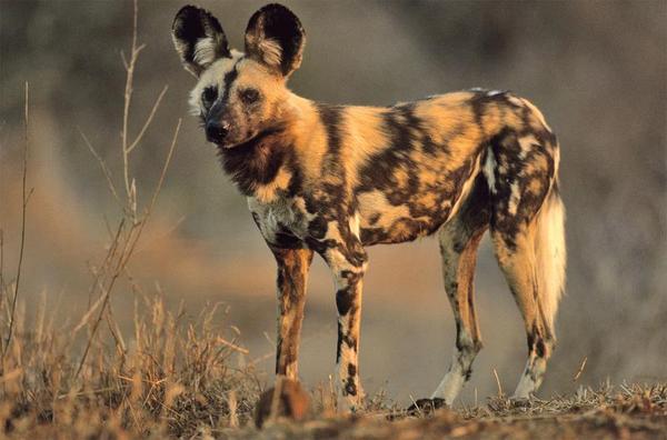 african wild dog being hunted