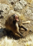 BabouinGeladaAuReveil.jpg (2.42 MB) Gelada displaying its teeth and gums with its lip flipped back.